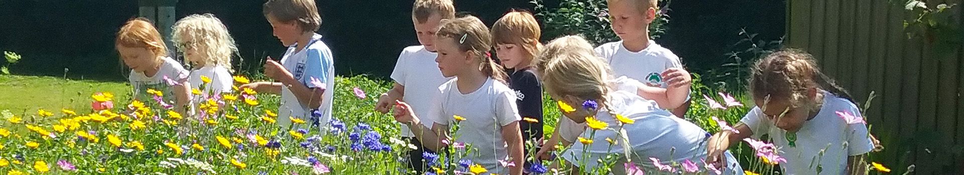 School children explore a wild meadow of red and yellow flowers.