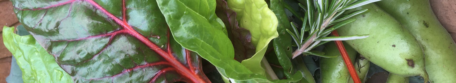Chard, broad beans and rosemary