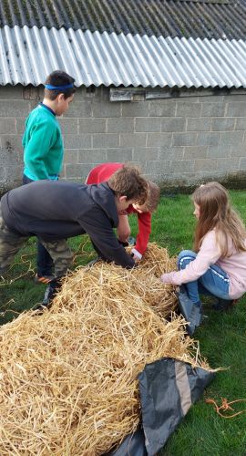 Children help plant an apple tree.