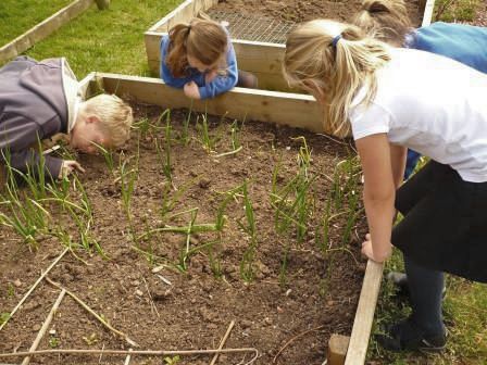 School children help tend a raised bed containing vegetables.