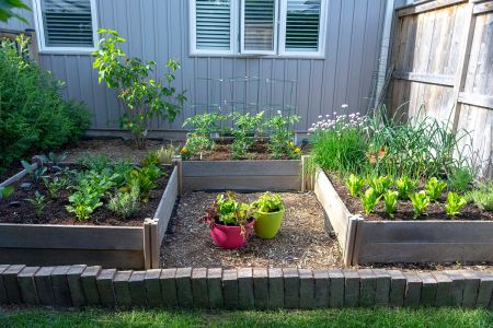 Plants in colourful pots stand between two raised beds on a woodchip floor.