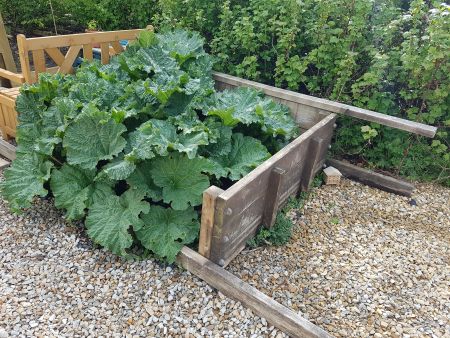 Rhubarb in an old sand pit