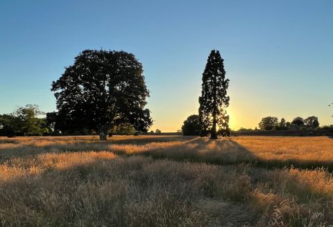 Sunset view across Thirsk Hall parkland