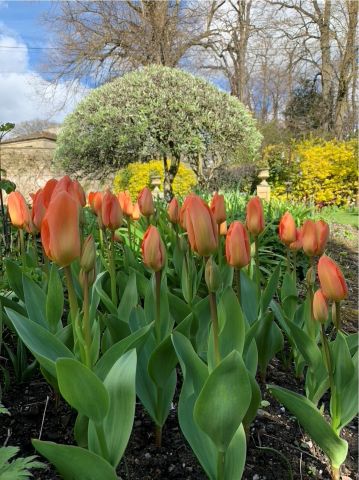Orange tulips in foreground with trees and shrubs beyond