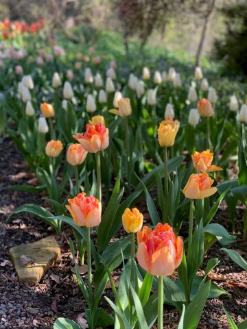 Orange tulips in foreground with white flowers behind