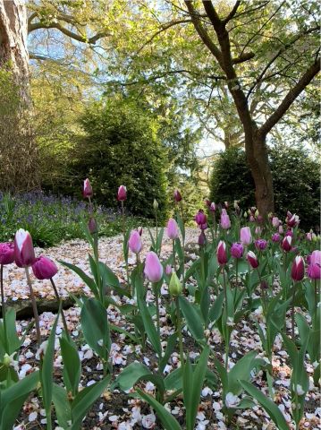Lilac and purple tulips beside pathway through woodland
