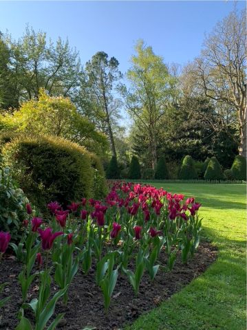 Deep red tulips in border between lawn and wodland