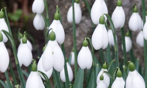 Snowdrops