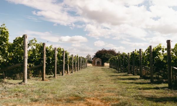 Goose Beck Vineyard