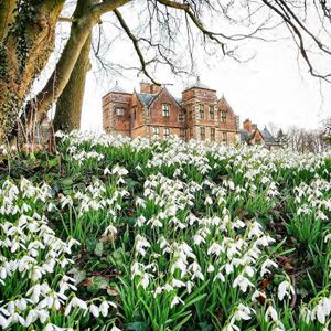 Snowdrops and a tree stand in front of a red stone stately home.