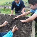 School children help to plant seeds in a raised bed.