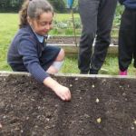 A school child helps to plant seeds in a raised bed.