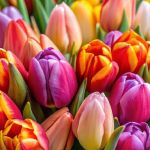 Spring 2025 Newsletter